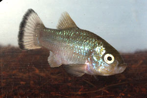 Cyprinodon alvarezi 