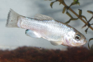 Cyprinodon albivelis Galeana