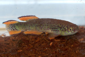 Fundulopanchax walkeri