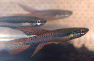 Aphyosemion bivittatum