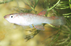 Aphyosemion sp. Oyo Female