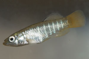 Aphanius fasciatus