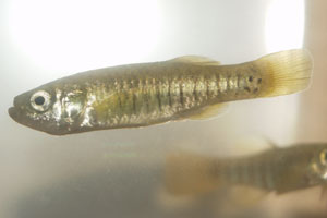 Aphanius fasciatus Saline de Cervia 2003, female