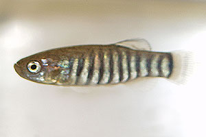 Aphanius sirhani