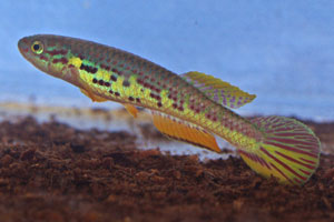 Aphyosemion herzogi A nice male <I>A. herzogi</I> from Ayene, Equitorial Guinea (GEMLBJ 03-30)