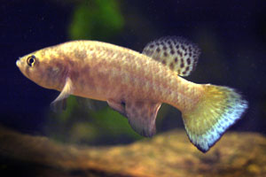 Austrofundulus Guajira