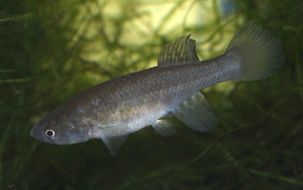 Austrofundulus guajira female