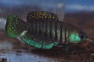 Austrolebias alexandri Guagucuchol. A nice male on display at the 2008 BKA convention.