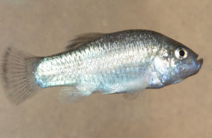 Cyprinodon alvarezi