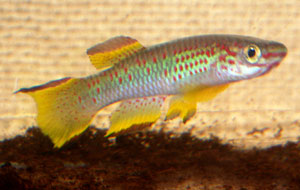 Aphyosemion gabunense