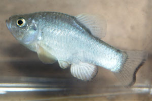 Cyprinodon albivelis