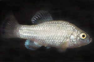 Cyprinodon veronicae