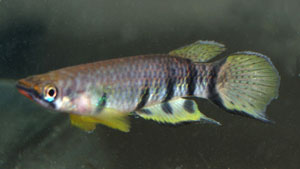 Epiplatys dageti monroviae