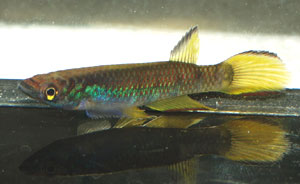 Epiplatys hildegardae