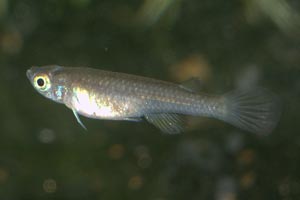 Foerschichthys nigeriensis