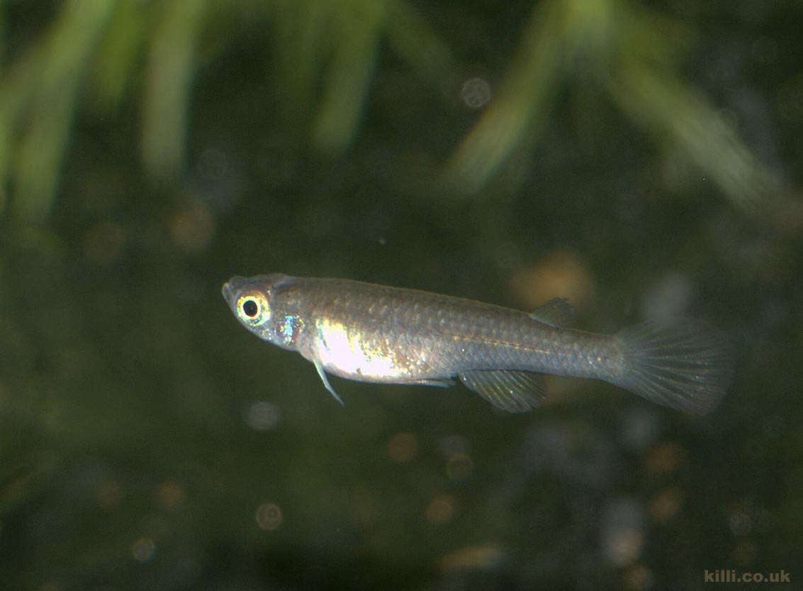 Foerschichthys nigeriensis 