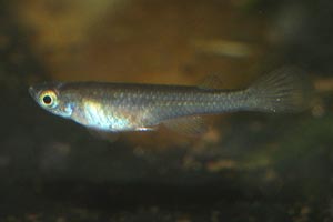 Foerschichthys nigeriensis