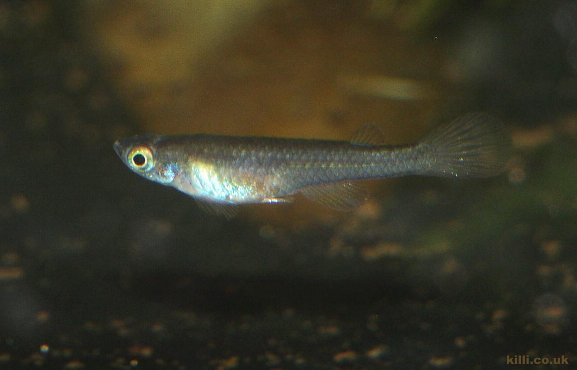 Foerschichthys nigeriensis 