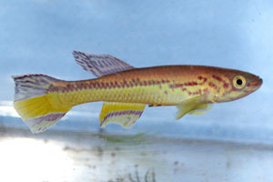 Fundulopanchax amieti 