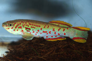 Fundulopanchax gardneri clauseni A beautiful male Akure from Nigeria