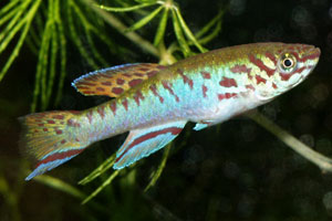 Fundulopanchax filamentosus Ijebu Ode.  A young male