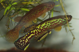 Fundulopanchax marmoratus Mbonge - pair