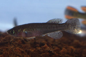 Fundulopanchax walkeri  orange female