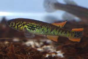 Fundulopanchax walkeri  orange male