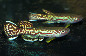 Fundulopanchax marmoratus 