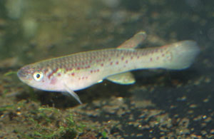 Fundulopanchax marmoratus female