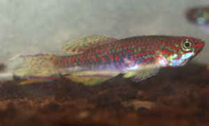 Fundulopanchax rubrolabialis Malende