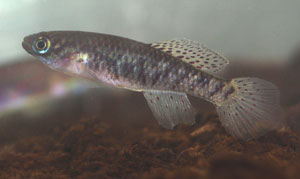 Fundulopanchax rubrolabialis Malende Female