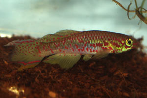 Fundulopanchax rubrolabialis