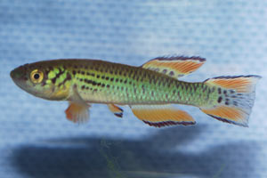 Fundulopanchax walkeri orange. Male