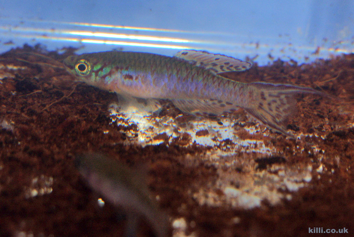 Fundulopanchax arnoldi Ughelli TR 01. A pair on display at the 2008 BKA convention.