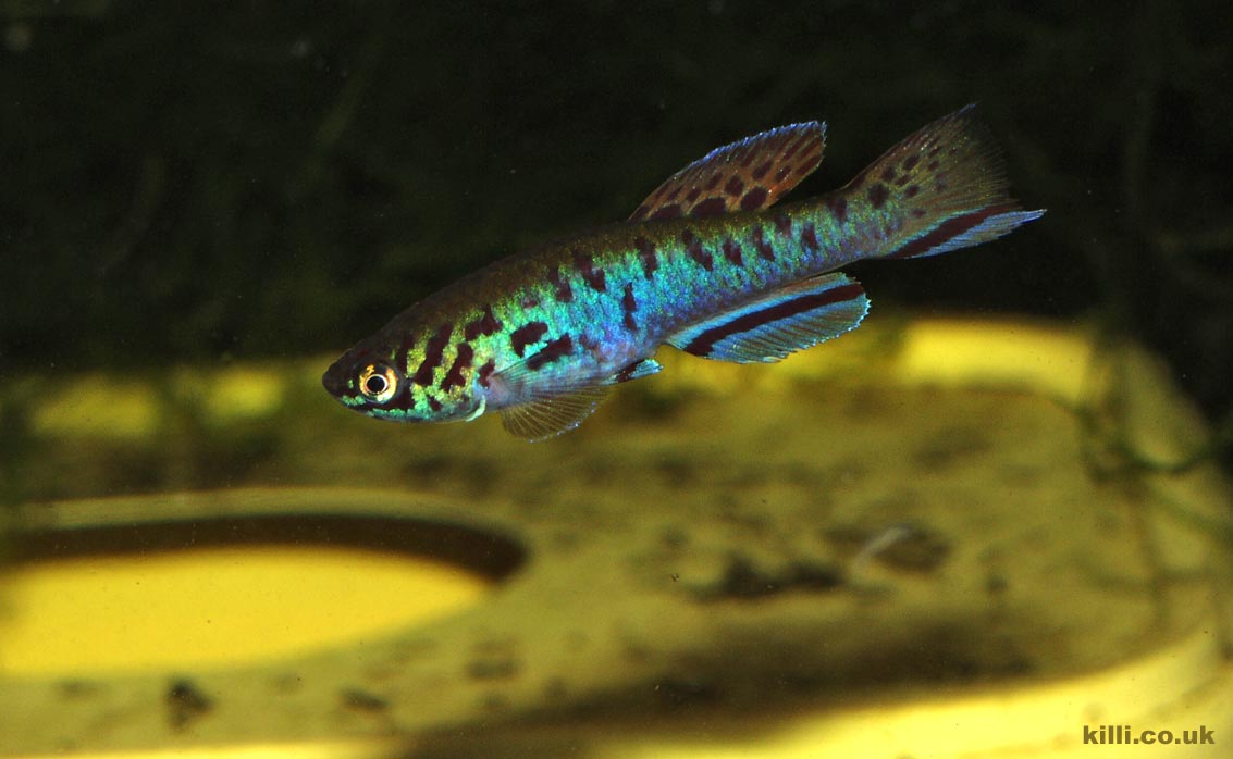 Annual fish such as Nothobranchius and Austrolebias require peat in which to spawn, but some plant spawners like Fundulopanchax will also lay in peat. Fundulopanchax filamentosus Ijebu Ode