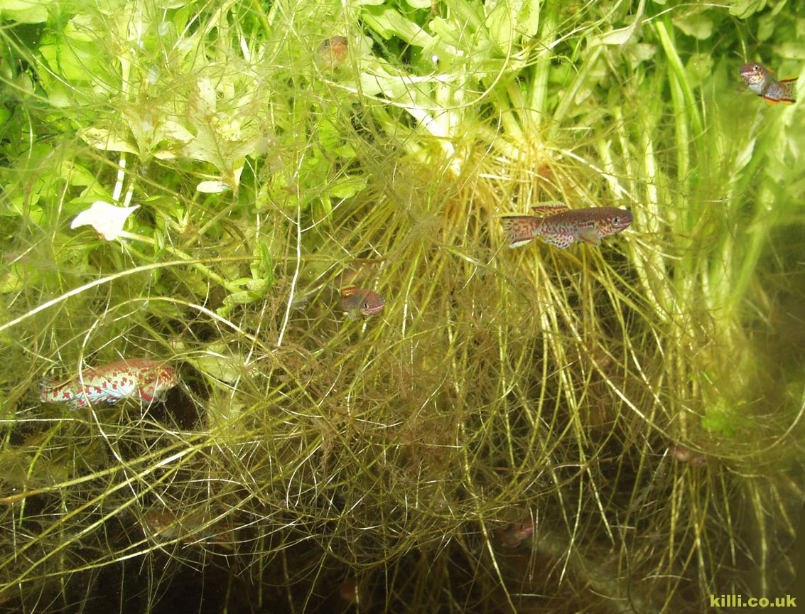 A well-fed, densly planted tank can produce a significant, but manageable, number of fish