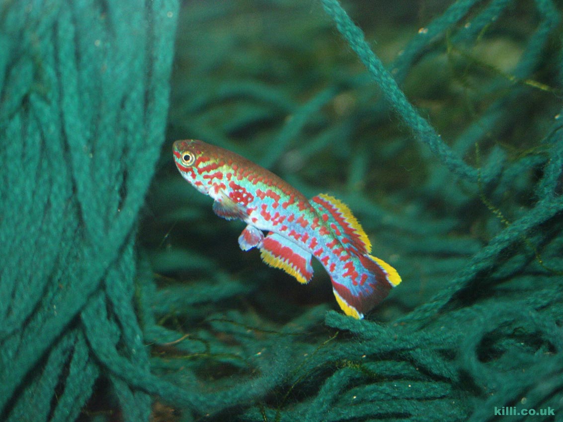 Plant spawning killifish, like Fundulopanchax nigerianus, will happily lay eggs in a spawning mop. This is the Makurdi strain