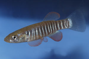 Fundulus zebrinus male