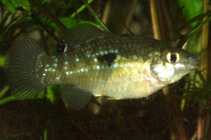 Jordanella floridae female