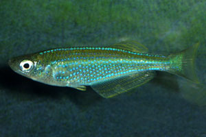 Lamprichthys tanganicanus 