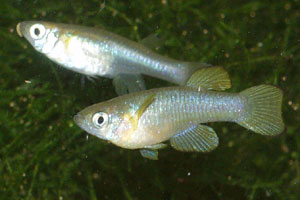 Lacustricola bukobanus