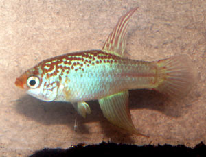 Maratecoara formosa