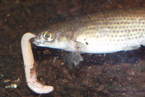 Moema hellneri Bellavista eating a redworm