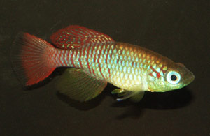 Nothobranchius annectens Ruvu