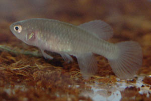 Nothobranchius eggersi TAN RB2005-43. Female