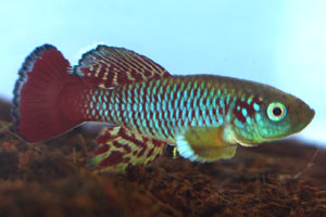 Nothobranchius guentheri