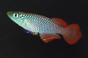 Nothobranchius luekei