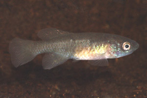 Nothobranchius palmqvisti Gezani Tan 95-16 female