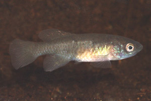 Nothobranchius palmqvisti